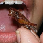 Thumbnail image for In A Perfect World It Would Be Spiders For Lunch